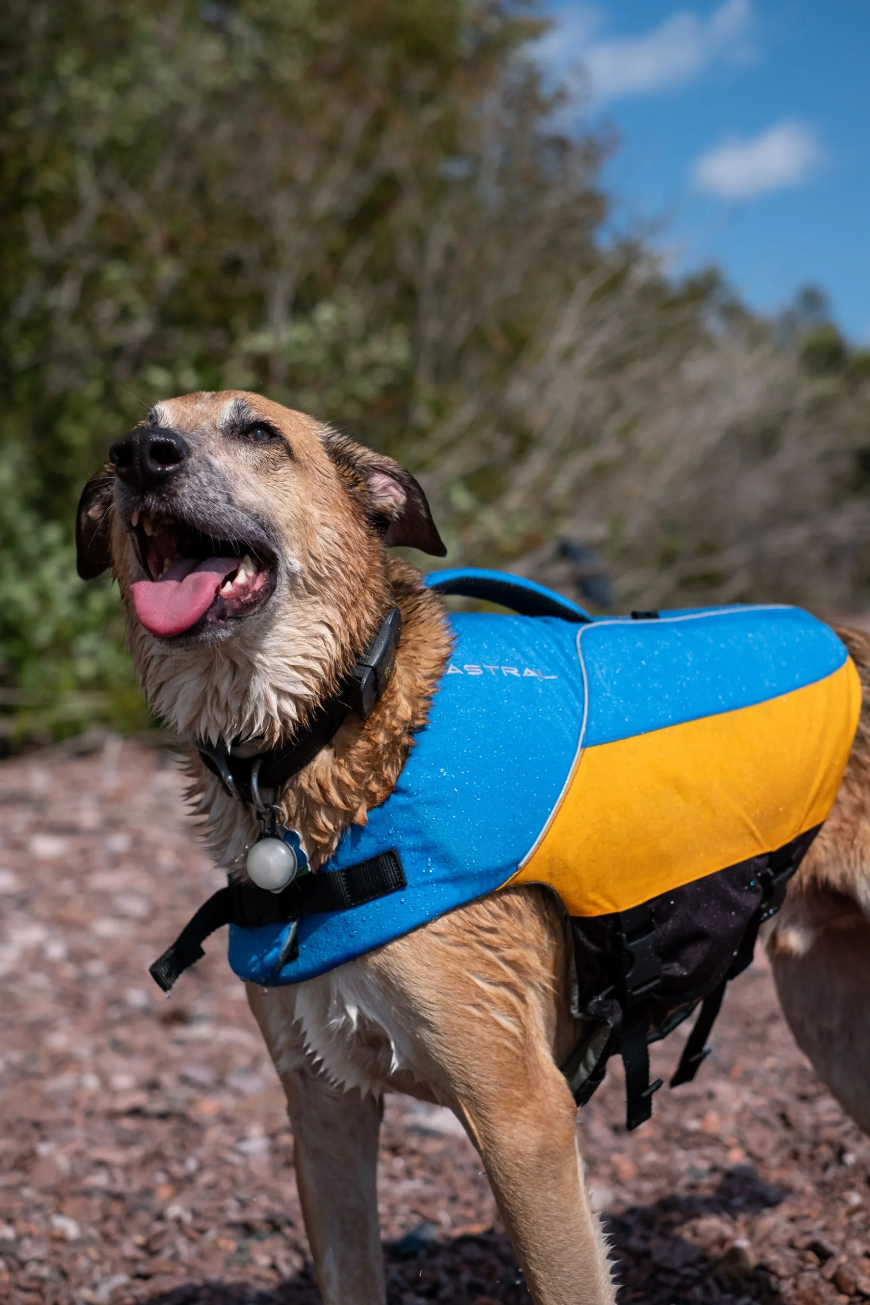 Astral Hundevest Blå/gul - XL - Bilde 4