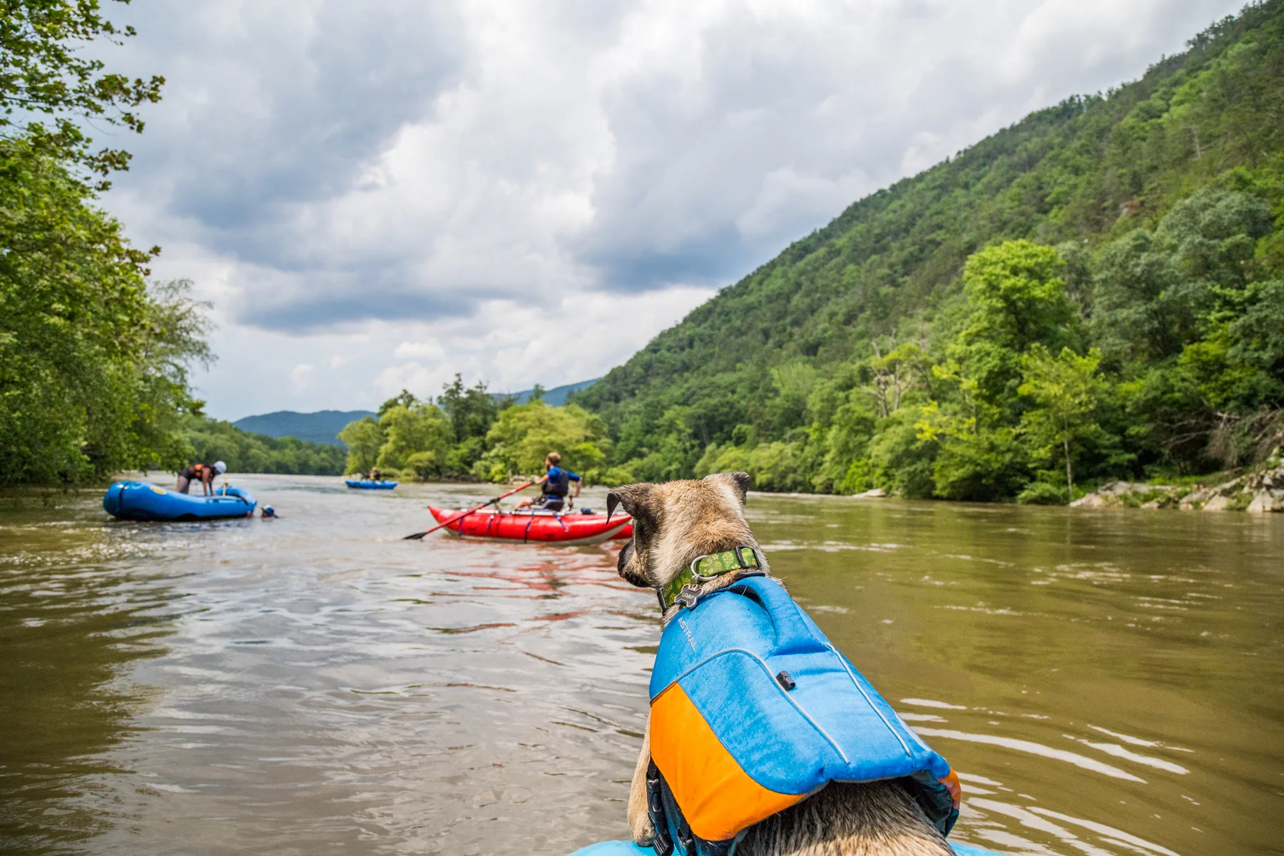Astral Hundevest Blå/gul - XL - Bilde 2