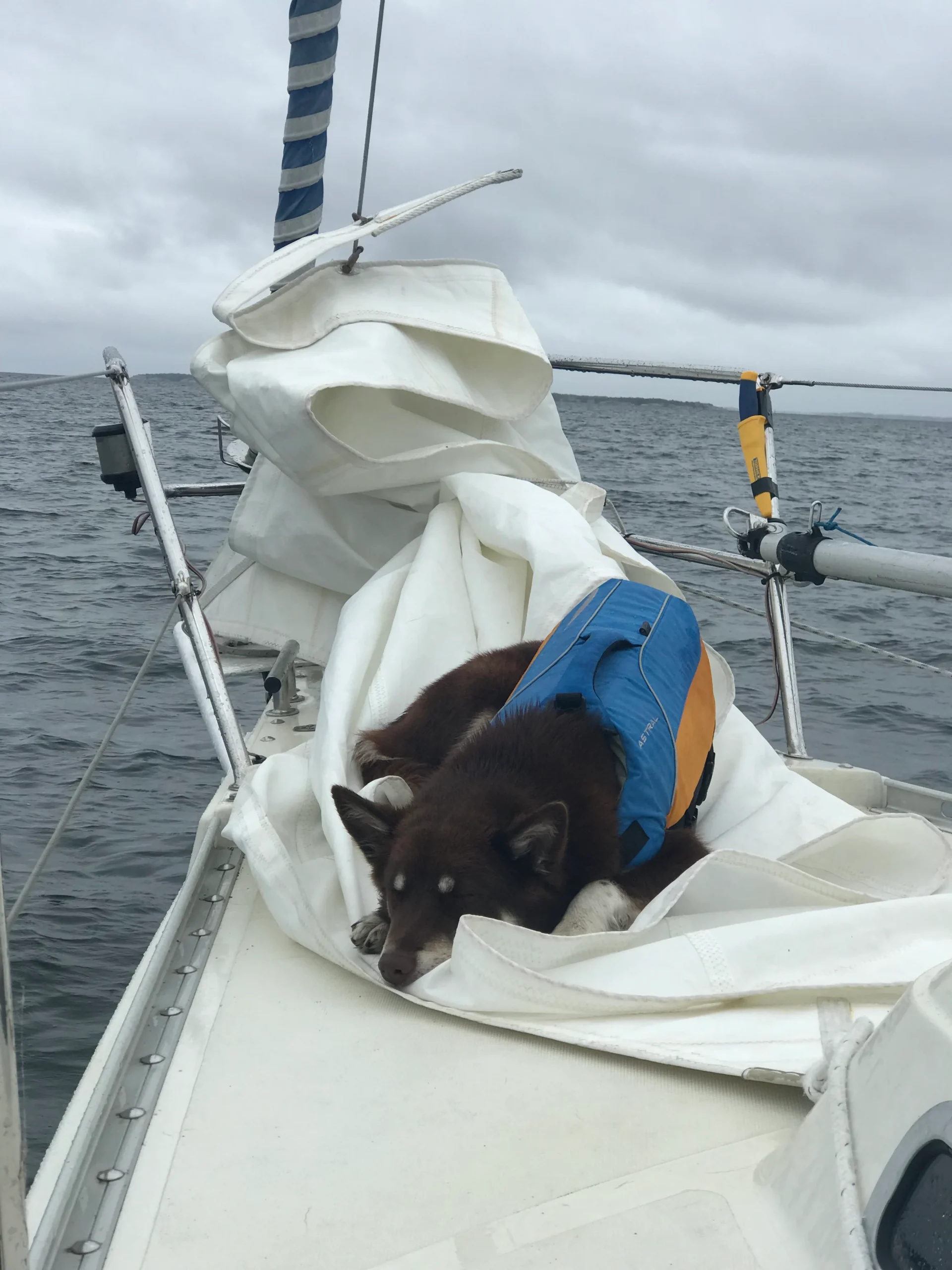 Astral Hundevest Blå/gul - XL - Bilde 3